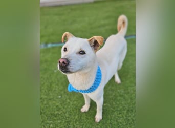 Leo, gerade aus dem Welpenalter raus sucht Dich