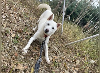 suche Pflegestelle für Namjoo, Jindo-Mix  Mädchen ,treue Seele zum verlieben