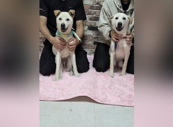 Leo, gerade aus dem Welpenalter raus sucht Dich