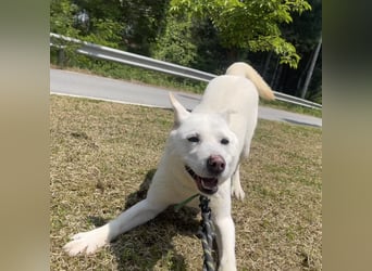 suche Pflegestelle für Namjoo, Jindo-Mix  Mädchen ,treue Seele zum verlieben
