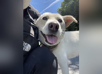 suche Pflegestelle für Namjoo, Jindo-Mix  Mädchen ,treue Seele zum verlieben