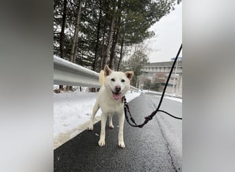 suche Pflegestelle für Namjoo, Jindo-Mix  Mädchen ,treue Seele zum verlieben