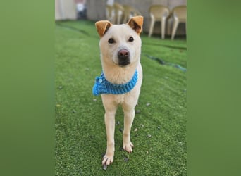 Leo, gerade aus dem Welpenalter raus sucht Dich