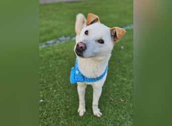 Leo, gerade aus dem Welpenalter raus sucht Dich