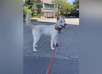 suche Pflegestelle für Namjoo, Jindo-Mix  Mädchen ,treue Seele zum verlieben
