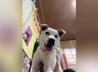 Duo, der sanfte Junge 9 Mo. freundlich, verspielt, im Training sucht Dich