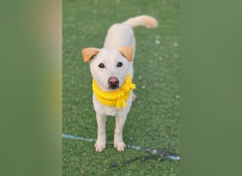 Duo, der sanfte Junge 9 Mo. freundlich, verspielt, im Training sucht Dich