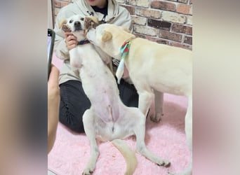 Duo, der sanfte Junge 9 Mo. freundlich, verspielt, im Training sucht Dich