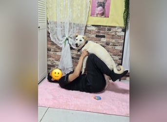 Duo, der sanfte Junge 9 Mo. freundlich, verspielt, im Training sucht Dich