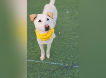 Duo, der sanfte Junge 9 Mo. freundlich, verspielt, im Training sucht Dich