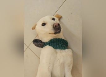 Duo, der sanfte Junge 9 Mo. freundlich, verspielt, im Training sucht Dich