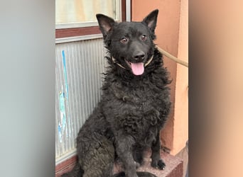 Kroatischer Schäferhund Viktor