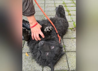 Kroatischer Schäferhund Viktor