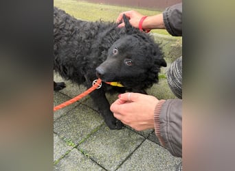 Kroatischer Schäferhund Viktor