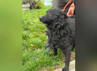 Kroatischer Schäferhund Viktor