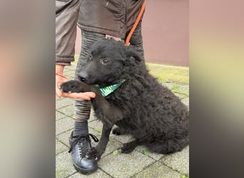 Kroatischer Schäferhund Viktor
