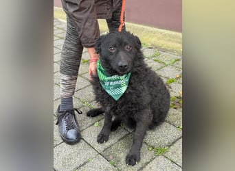 Kroatischer Schäferhund Viktor