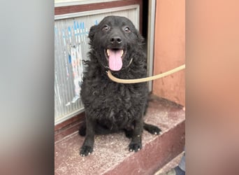 Kroatischer Schäferhund Viktor