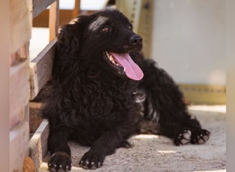 Bundo ❤️ sanfter, lieber, treuer Rüde sucht dich! Bundo ❤️ sanfter, lieber, treuer Rüde sucht dich!