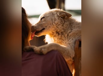 Oliver ❤️ neugierige, kuschlige Fellnase