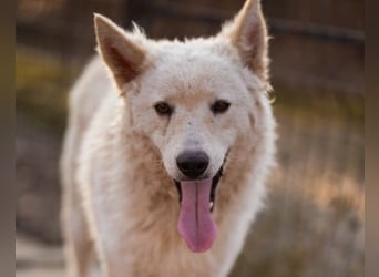 Oliver ❤️ neugierige, kuschlige Fellnase