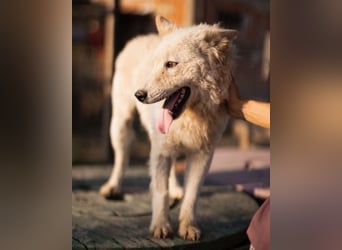 Oliver ❤️ neugierige, kuschlige Fellnase