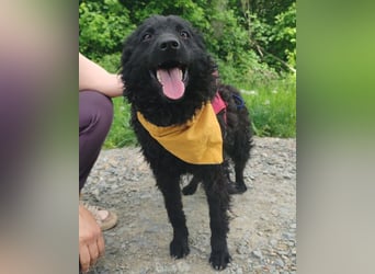 Bundo ❤️ sanfter, lieber, treuer Rüde sucht dich! Bundo ❤️ sanfter, lieber, treuer Rüde sucht dich!