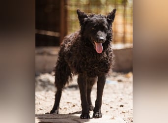 Bundo ❤️ sanfter, lieber, treuer Rüde sucht dich! Bundo ❤️ sanfter, lieber, treuer Rüde sucht dich!