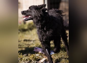 RIO❤️Kroat. Schäferhund-Mix und ein Sonnenschein mit Kuschelfaktor!