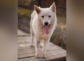 Oliver ❤️ neugierige, kuschlige Fellnase