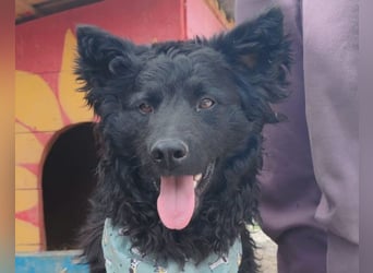 Lolek ❤️ verspielt, verschmust + treu!