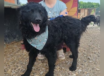 Lolek ❤️ verspielt, verschmust + treu!