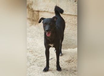 Jane ❤️ neugieriges, liebes Kroat. Schäfi-Mix Hundemädchen