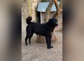 Jane ❤️ neugieriges, liebes Kroat. Schäfi-Mix Hundemädchen