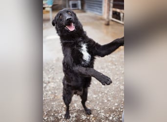 Jungrüde Dado ♥️ so lebensfroh entzückend