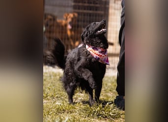 ZOA❤️Kroat. Schäferhund-Mix-Mädel voller purer Lebensfreude