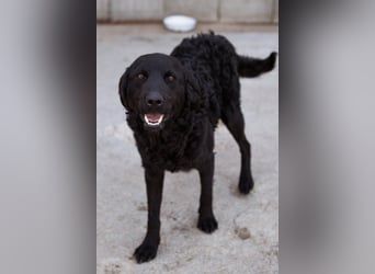 Kroat. Schäfi-Mix GONZALES❤️ super süßer Hundejunge mit tollem Charakter!