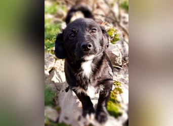 Liebste ♥ Lili ♥ süße Kroatische-Mix-Welpin sucht ihr großes Glück