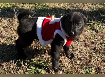 Liebste ♥ Lili ♥ süße Kroatische-Mix-Welpin sucht ihr großes Glück