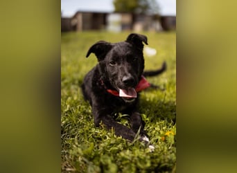 MIMA❤️soziales, kuscheliges und verspieltes Kroat.Schäfi-Mix-Mädchen sucht ihre Familie