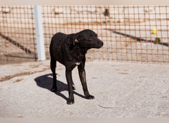 Jane ❤️ neugieres, liebes Hundemädchen Jane ❤️ neugieres, liebes Hundemädchen