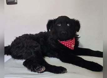 ZOA❤️Kroat. Schäferhund-Mix-Mädel voller purer Lebensfreude