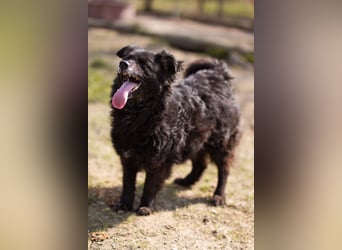 Kroat. Schäfi-Mix Lola ❤️ lebhafte, schlaue Schmusemaus!