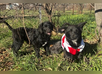 Kroat.-Mix-Welpin ♥ Đina ♥ drollig, verspielt, verschmust