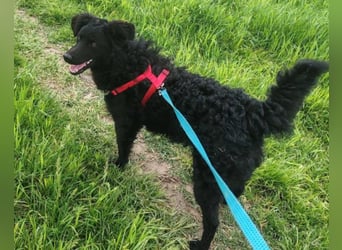 ZOA❤️Kroat. Schäferhund-Mix-Mädel voller purer Lebensfreude