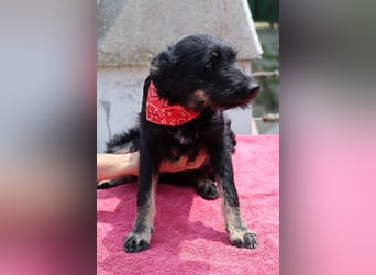 Kleine lebensfrohe liebe ♥ Abba ♥ sucht Schutz & Liebe & Abenteuer