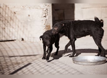 Jane ❤️ neugieriges, liebes Kroat. Schäfi-Mix Hundemädchen