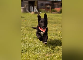 MIMA❤️soziales, kuscheliges und verspieltes Kroat.Schäfi-Mix-Mädchen sucht ihre Familie