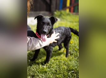 MIMA❤️soziales, kuscheliges und verspieltes Kroat.Schäfi-Mix-Mädchen sucht ihre Familie
