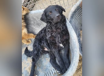 GONZALES❤️ liebenswerter, agiler und neugieriger Kroatischer Schäferhund-Mix GONZALES❤️ liebenswerter, agiler und neugieriger Kroatischer Schäferhund-Mix